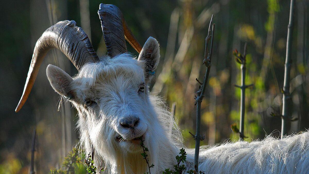 Cabras Macabras Por Que Cabras S O Associadas Ao Mal Macabra Tv