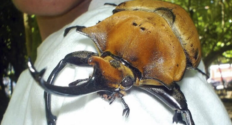 Maiores insetos do planeta: Besouro Acteon
