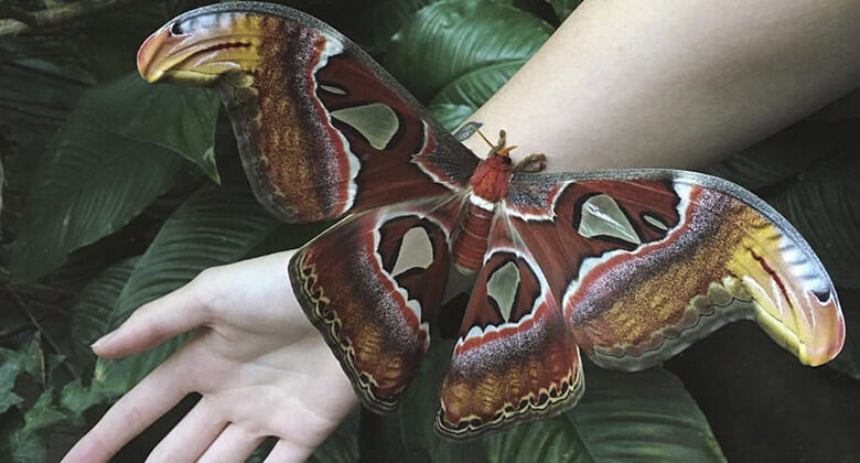 Maiores insetos do planeta: Mariposa Atlas