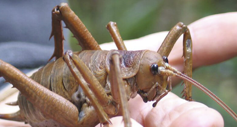 Maiores insetos do planeta: Weta Gigante