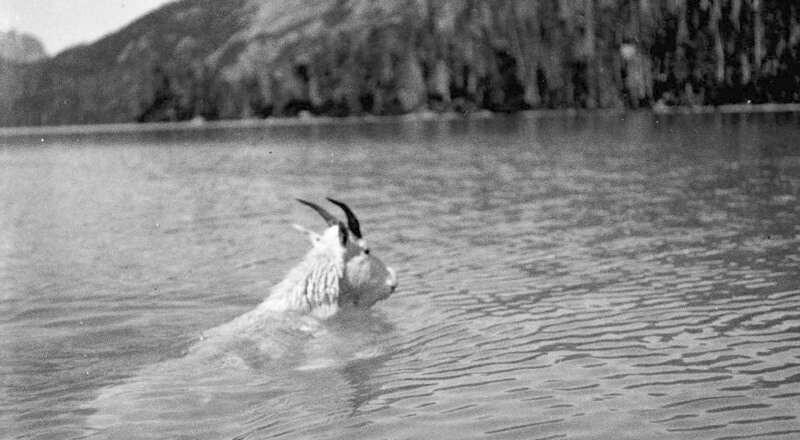 Cabra nadando no lago